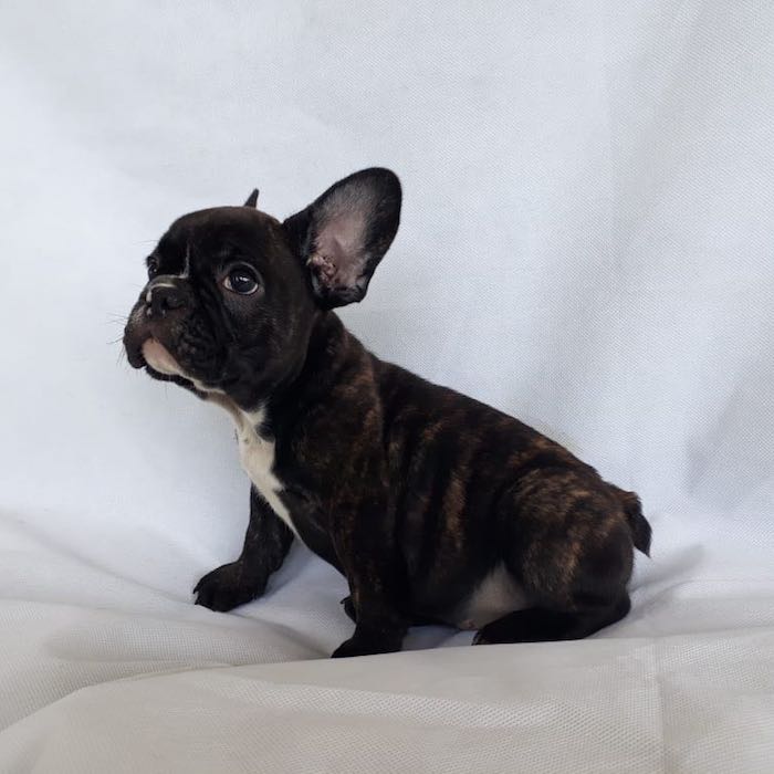 over the top french bulldogs