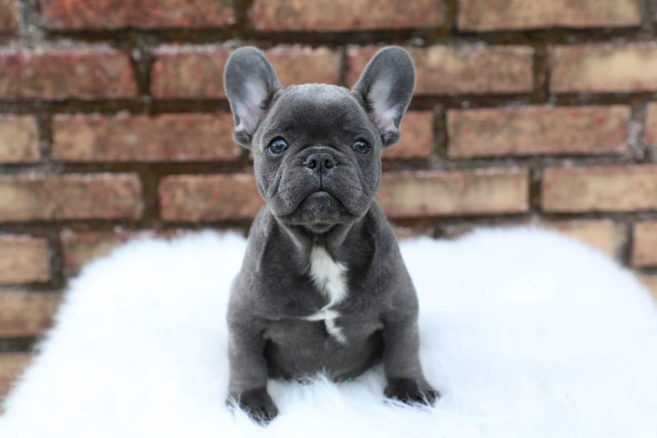 Financing Over The Top French Bulldogs