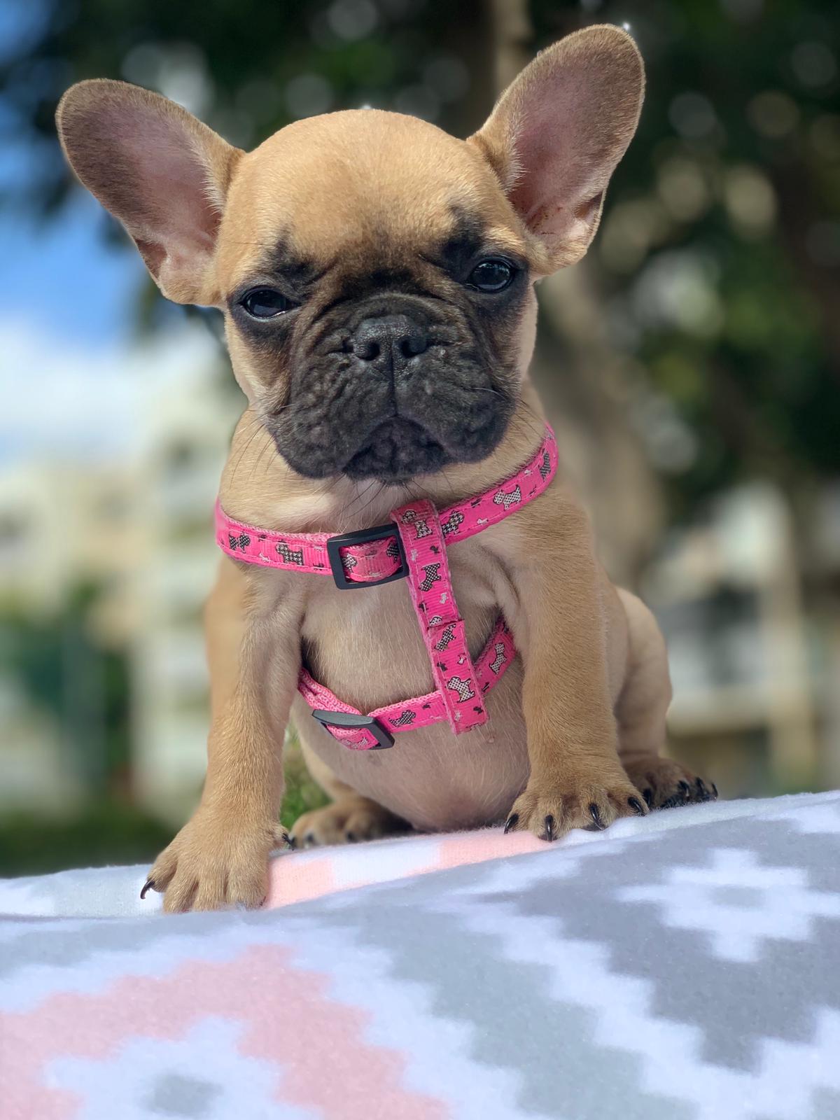 Fawn Female 2 - Over The Top French Bulldogs