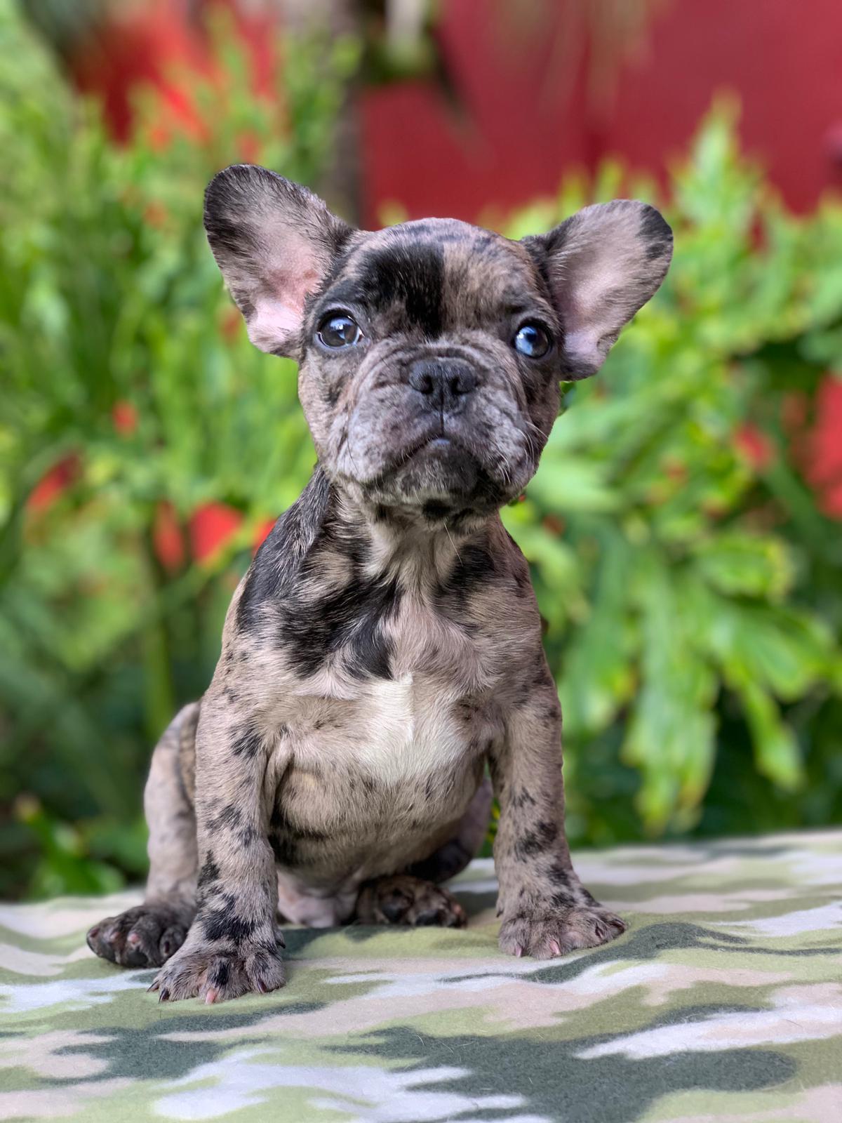 Merle Male 4 Over The Top French Bulldogs