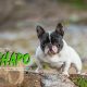 Chapo