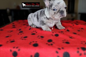 New merle puppy available!