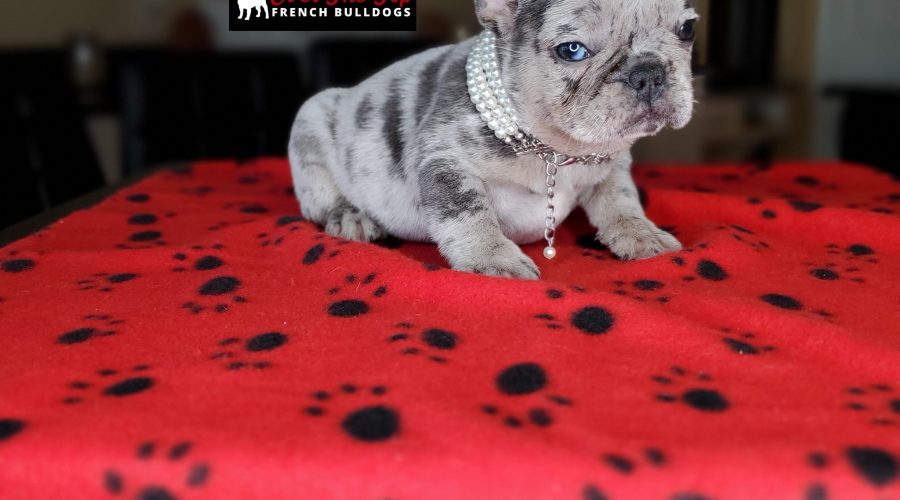 New merle puppy available!