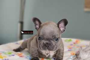 New blue puppy available!
