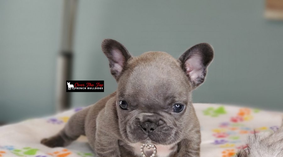 New blue puppy available!