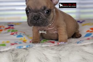 New blue fawn puppy available!