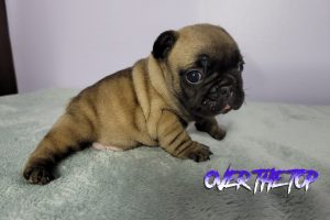 New blue fawn puppy available!