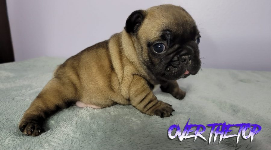 New blue fawn puppy available!