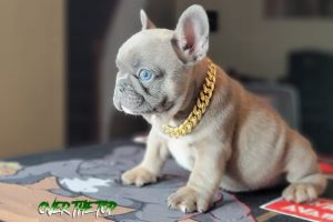 New blue fawn puppy available!