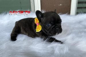 New black puppy available!