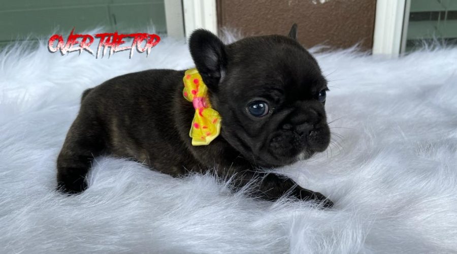 New black puppy available!
