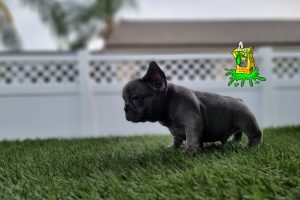 New black puppy available!