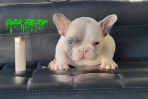 New blue fawn puppy available!