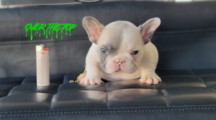 New blue fawn puppy available!