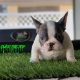 New White and Blue puppy available!