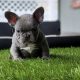 New blue puppy available!