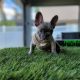New blue puppy available!
