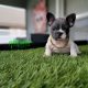 New white and blue puppy available!