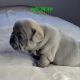 New Blue Puppy Available!
