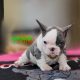 New Blue Pied pupppies available!