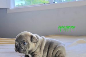 New Blue Sable Puppy available!