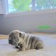 New Blue Sable Puppy available!