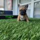 New Fawn puppy available!
