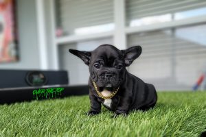 New Black puppy available!