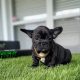 New Black puppy available!