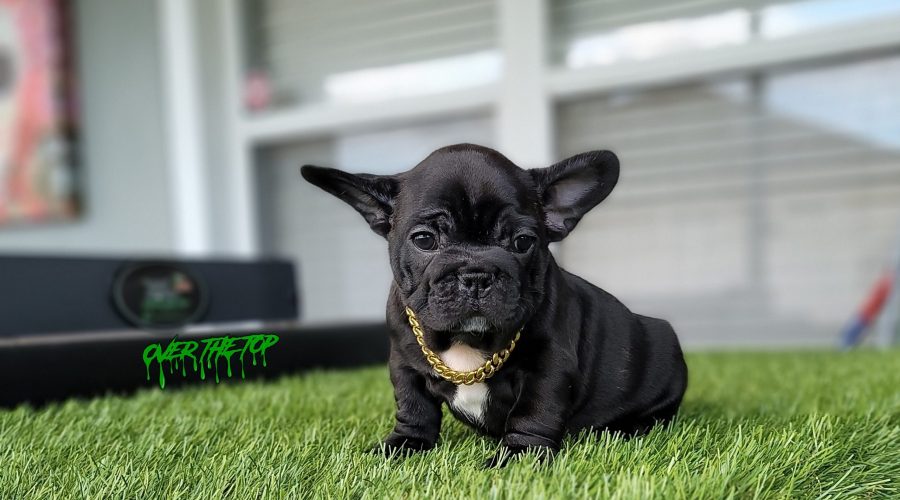 New Black puppy available!