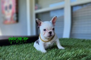 New Blue Pied puppy available!