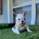 New Blue Pied puppy available!