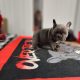 New Blue puppy available!
