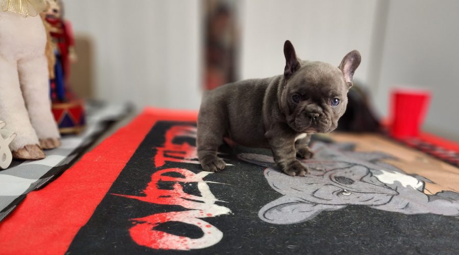 New Blue puppy available!