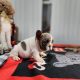 New Blue Fawn and White puppy available!