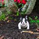 New Black and White puppy available!