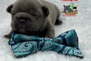 New Blue puppy available!