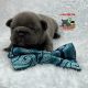 New Blue puppy available!