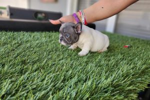 New Blue Pied female Puppy available!