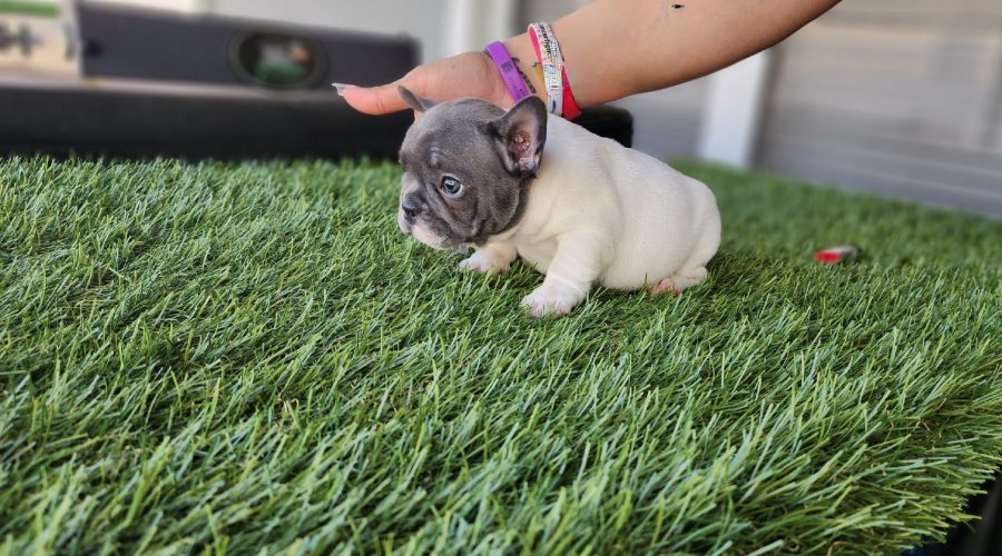 New Blue Pied female Puppy available!