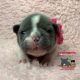 New Blue and White puppy available!