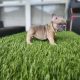 New Blue Fawn puppy available!