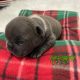 New Blue puppy available!