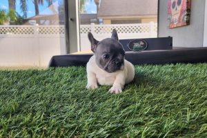 New Blue Pied male Puppy available!