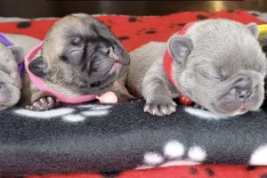 New litter available!