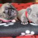New litter available!