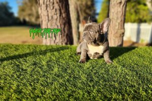 Newe Blue puppy available!