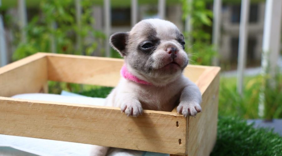 New Blue Pied puppy available!