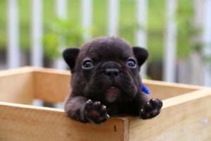 New Black puppies available!