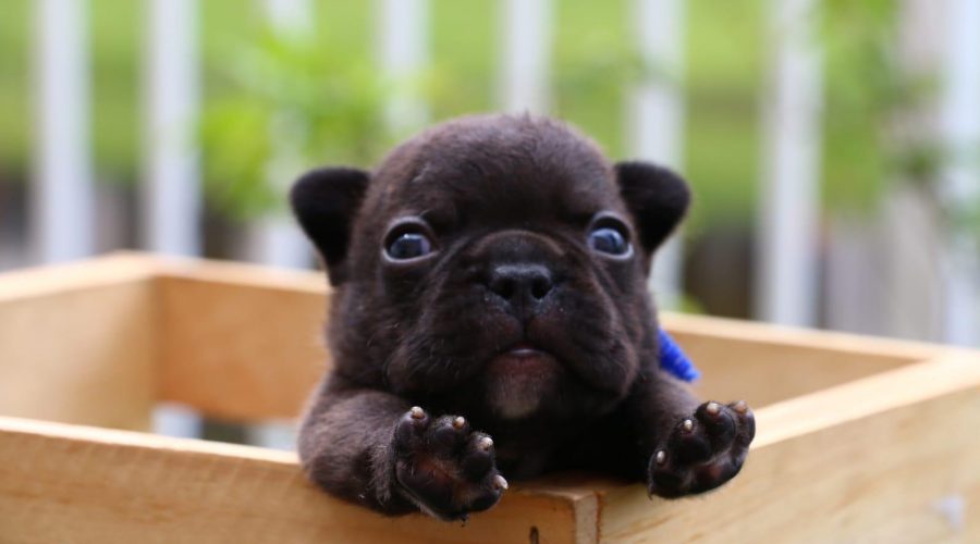 New Black puppies available!